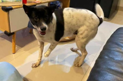 娱乐吃瓜酱小狗安慰,娱乐吃瓜酱的暖心安慰之道