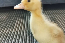 娱乐吃瓜酱鸭鸭视频大全,盘点热门视频大全